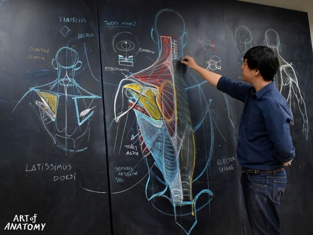 Учитель анатомии прославился благодаря рисункам на доске