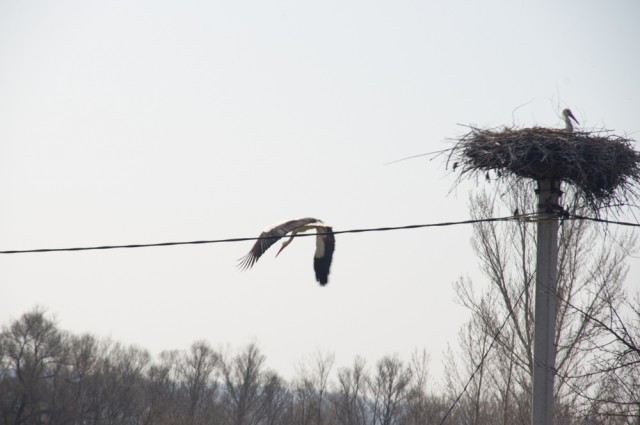 Короткая история одной семьи. Местами 16+