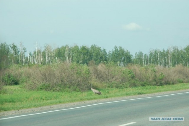 Челябинск-Байкал 2011