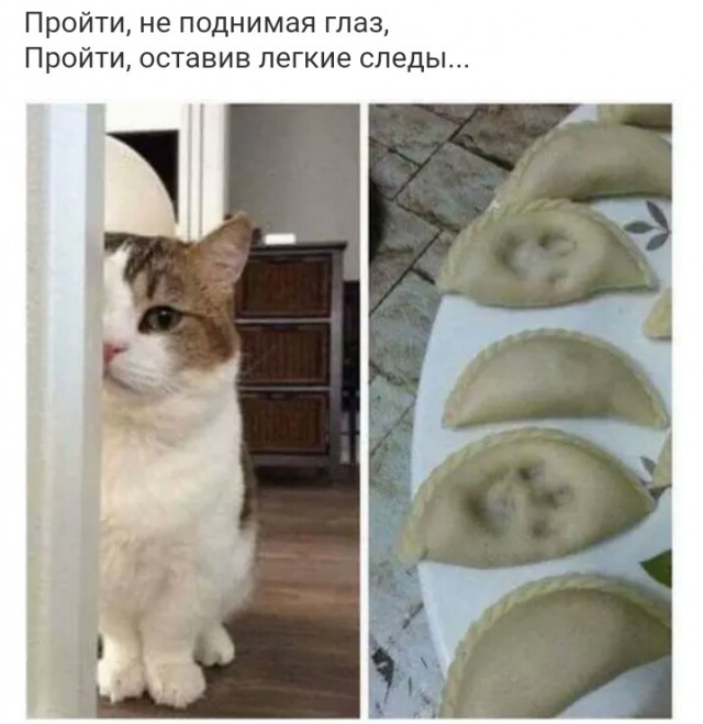 Котовторник