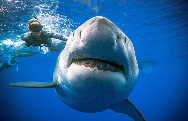 Самая большая в мире акула которую удалось сфотографировать.