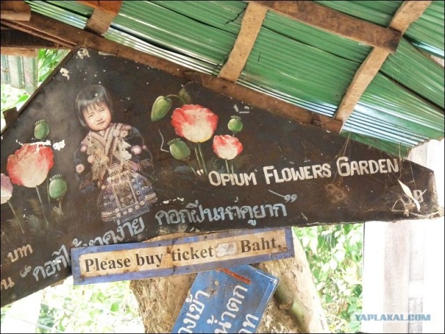 Кунсткамера в опиумном саду на севере Таиланда