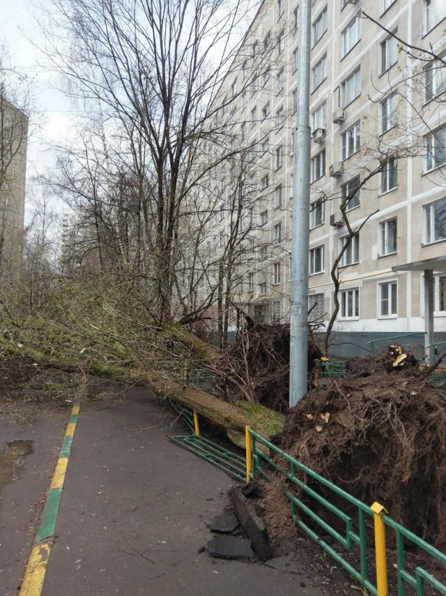 В Москве из-за шторма пострадали 12 человек