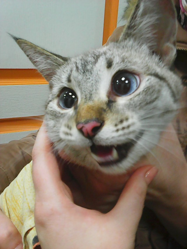 В Йошкар-Оле женщина попросила круглую сумму, чтобы спасти котенка из вентиляции