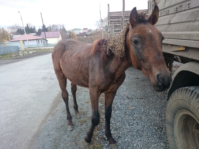 На Урале в центре города жители нашли бездомного коня