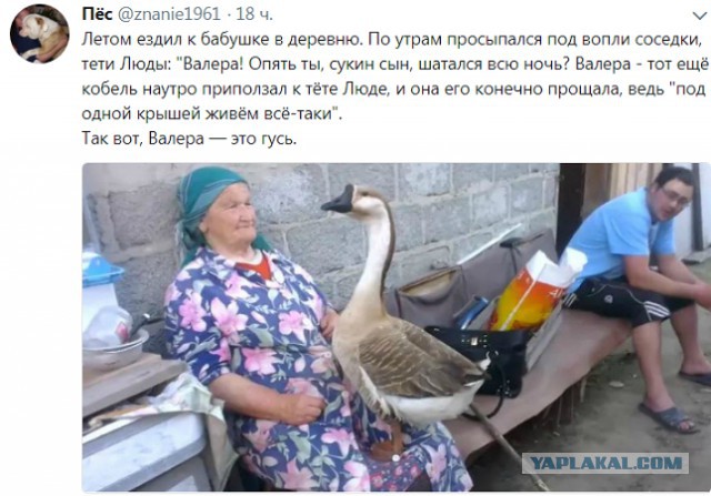 Приехал к бабуле в деревню и трахнул местную шлюху гиф