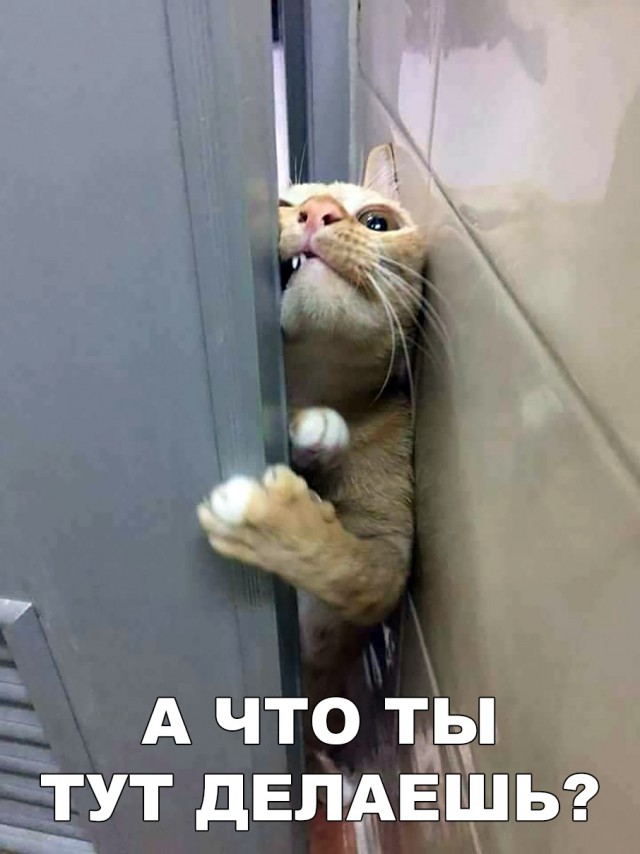 Немного милоты