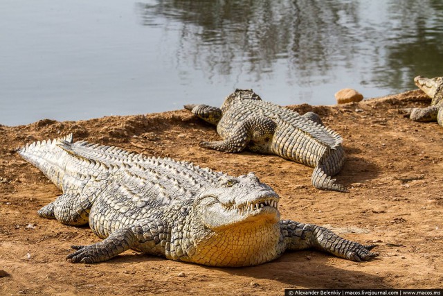 Заброшенные крокодилы Израиля