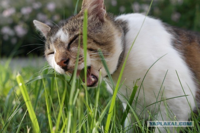 Химические котоэлементы