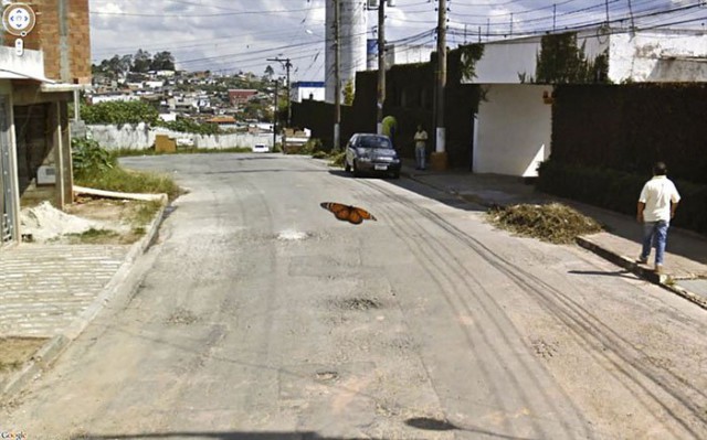Google Street View показал топ-10 животных, случайно попавших в кадр