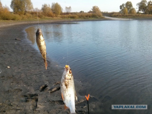 Осенняя рыбалка на Линя.