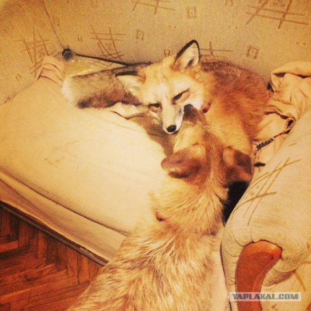 Домашние животные - лисица Джей и пес Саймон