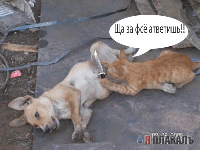 Кошки против Собак (подборка)