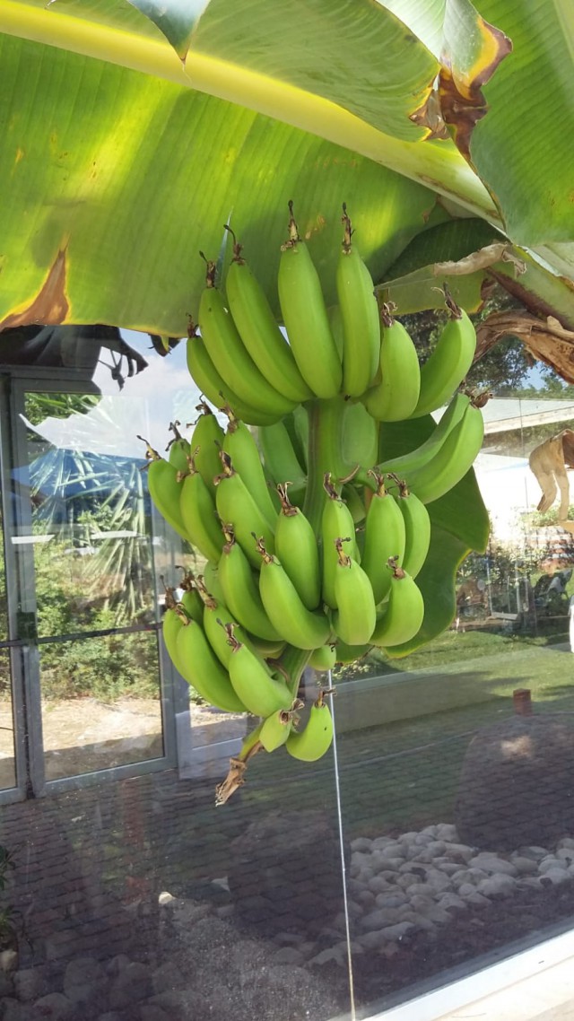 Чем полезны бананы? 22 причины полюбить их