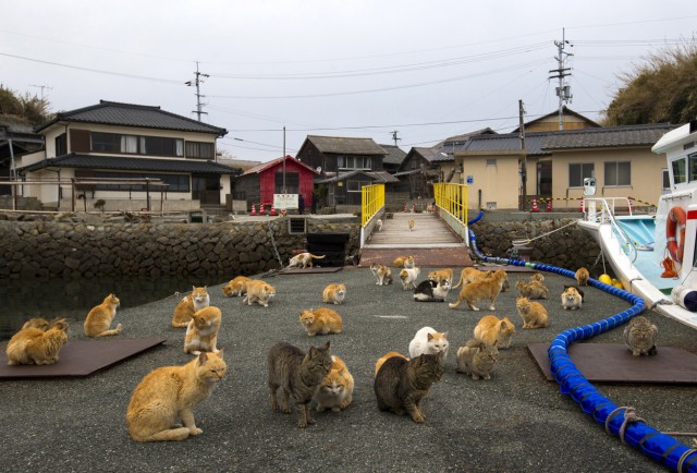 Почему на 15 японцев по статистике сотня котэ.