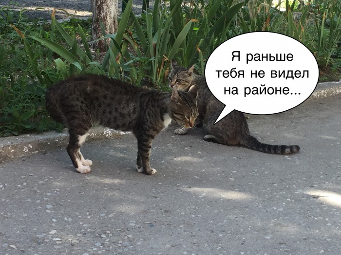 Коты Кубани