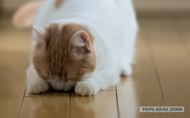 Как спят кошки: интересные факты