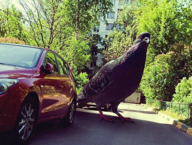 В Петербурге какая-то жирная чайка нагадила на автомобиль