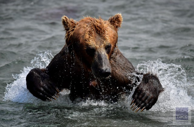 Медвежья рыбалка на Курильском озере. Камчатка.