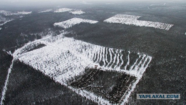 Предсказано уничтожение сибирского леса через 15 лет.