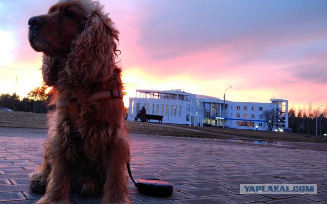 Валёк, история одного спасённого собакена