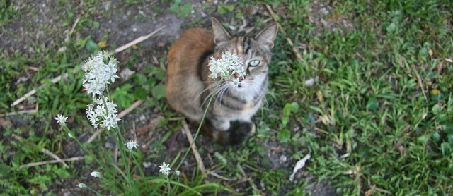 Котовторник, Весна, Цветы!