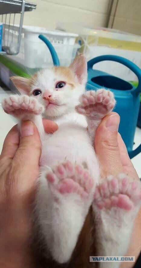 Котенок родился с 24 пальчиками