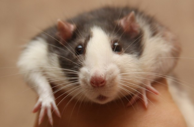 10 причин отбросить предрассудки и полюбить крыс