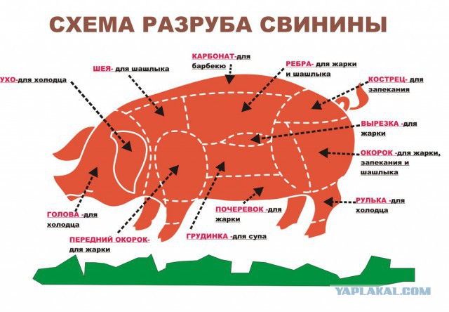 Фото схемы разделки туши Фото схемы разделки туши