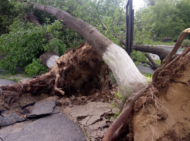 В Нижнем Новгороде ураган вырывает деревья с корнем и переворачивает машины