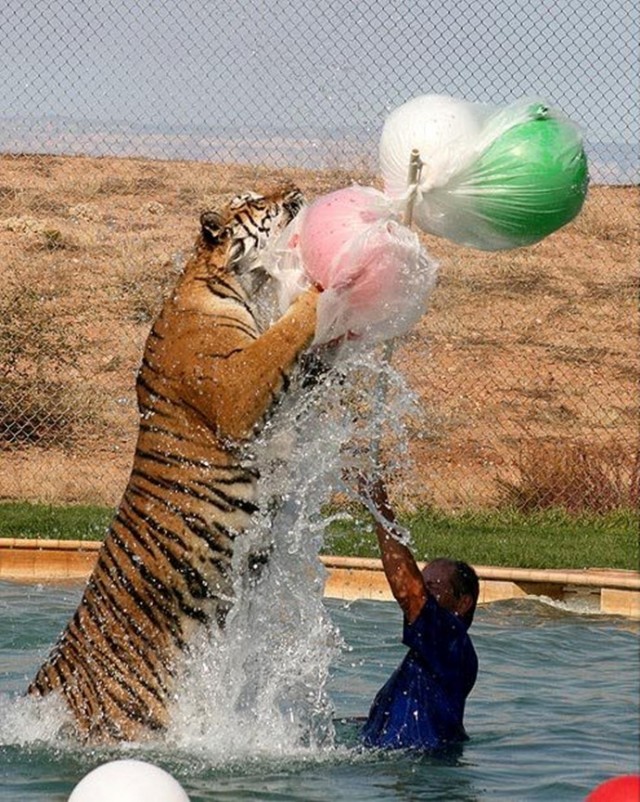 Поплавать с тиграми