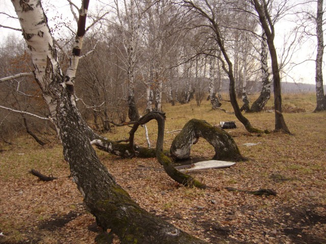 Березовая аномалия в Кузбассе