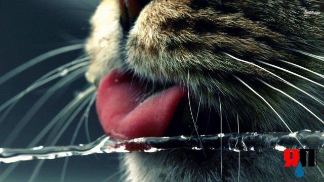 10 интересных фактов о кошках