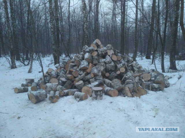 Куплю пеньки МСК