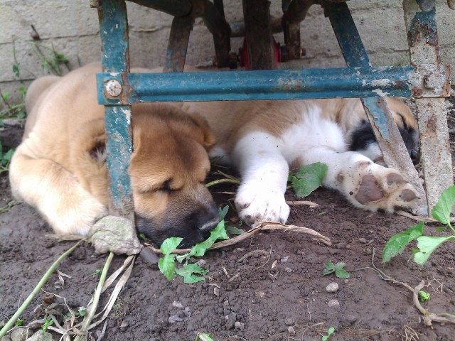 Спящие собаки