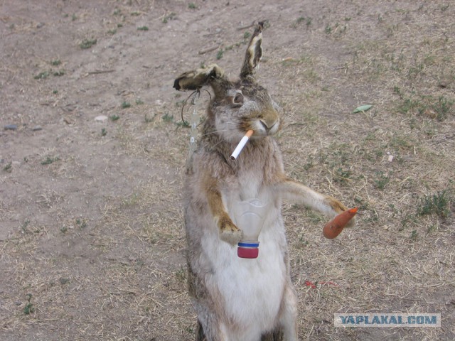 В Иркутске браконьеры расстреляли 50 кроликов, которых привезли для детей