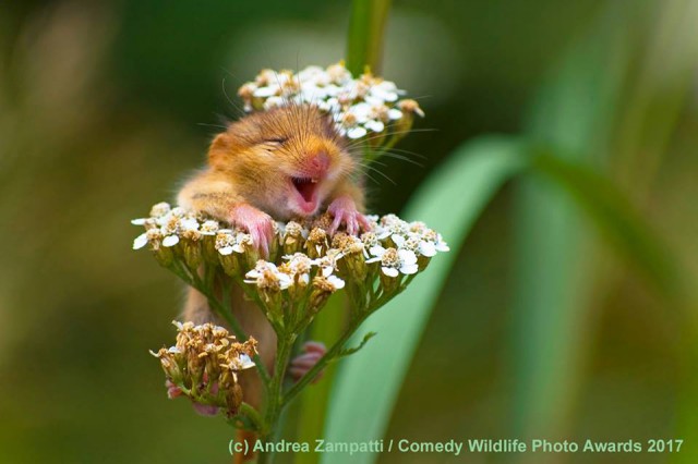 Веселая мышь, нелепая сова: Победители конкурса смешных фотографий дикой природы