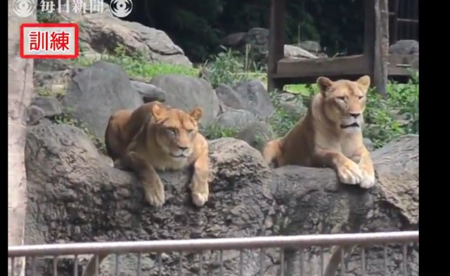 В Японии проводились учения по поимке сбежавшего льва