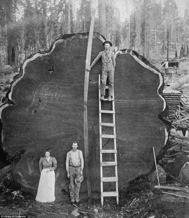 Когда деревья были большими