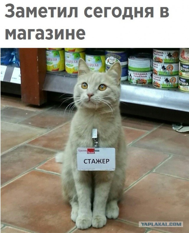 Вниманию всех котовладельцев!