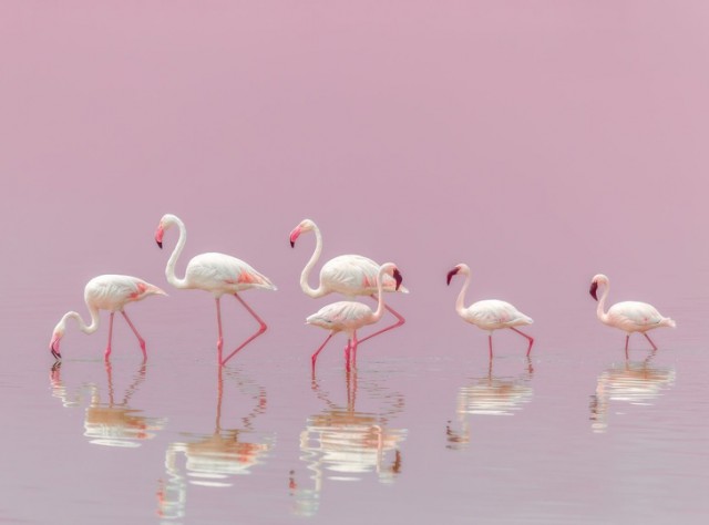 National Geographic выбрал лучшие фото 2018 года. Глядя на них, жалеешь, что фотограф — не ты