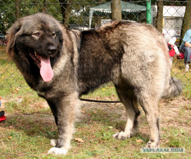 7 знаменитых пород собак, выведенных в России