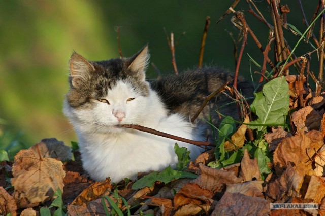 Котовторник на ЯПлакалъ