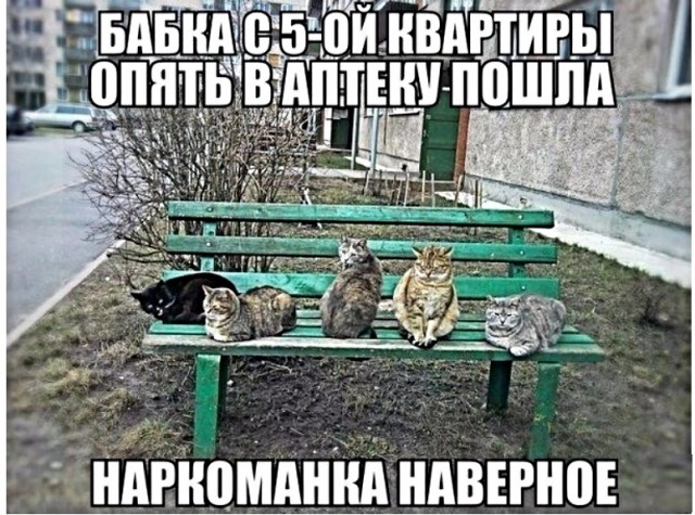 Картинки с котами и про котов