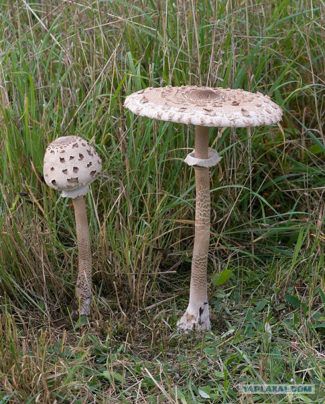 Необычный гриб.