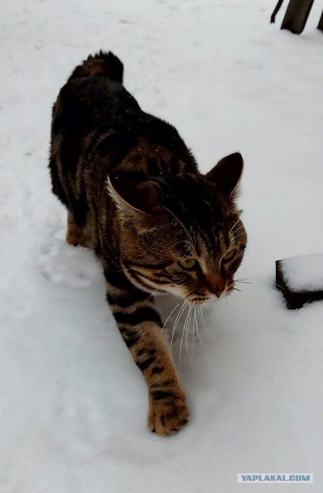 "Он стоял в снегу и скалился": деревенский охотник нашел кота в глухом лесу