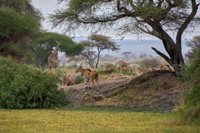 Путешествие в Танзанию во время пандемии — сафари по северным паркам и дайвинг на о. Мафия