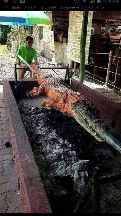 Крокодилятина