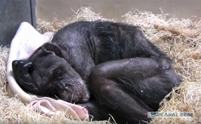 59-летняя умирающая шимпанзе ничего не ела, но она услышала голос своего старого друга
