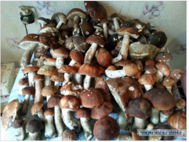 Кто нибудь хочет за грибами?